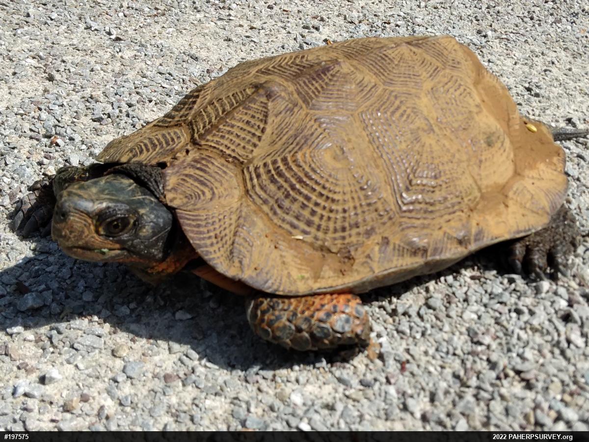 Wood Turtle