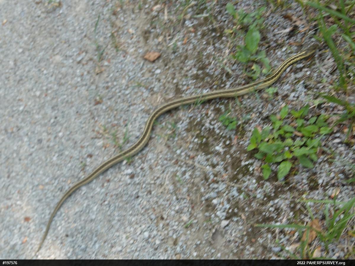 Eastern Gartersnake
