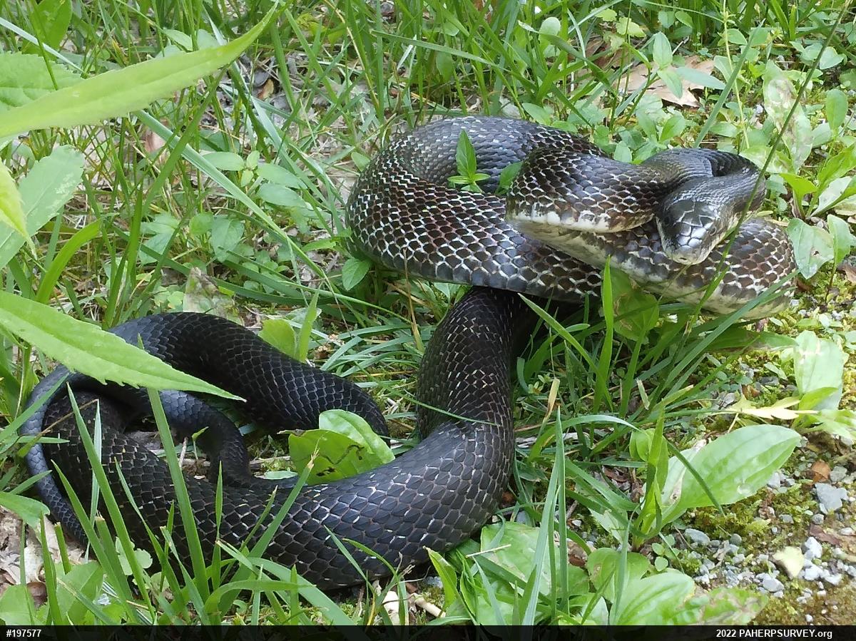 Eastern Ratsnake