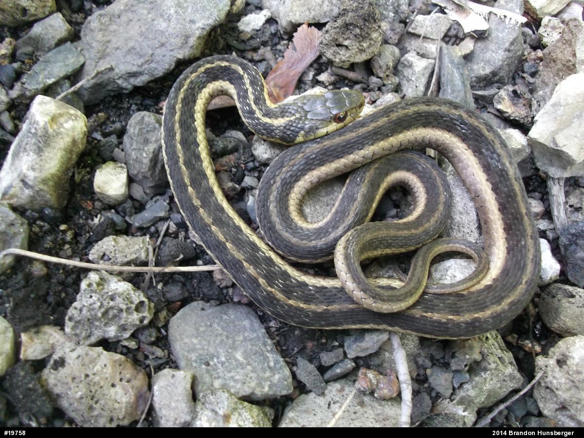 Eastern Gartersnake