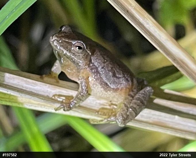 Spring Peeper