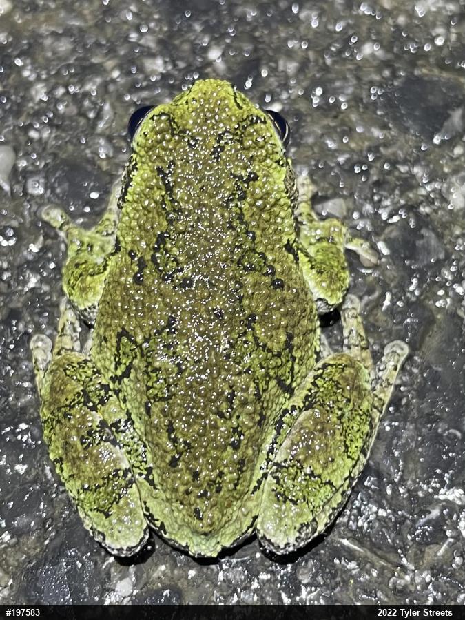 Gray Treefrog