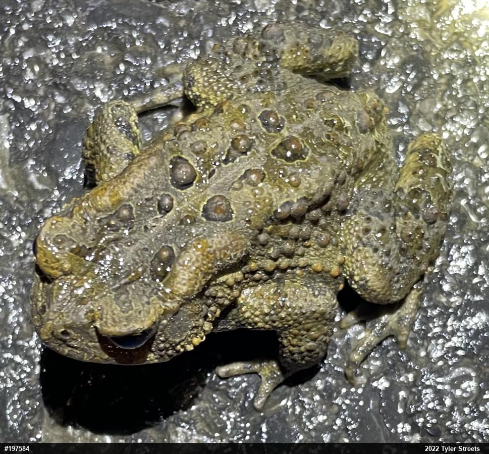 Eastern American Toad