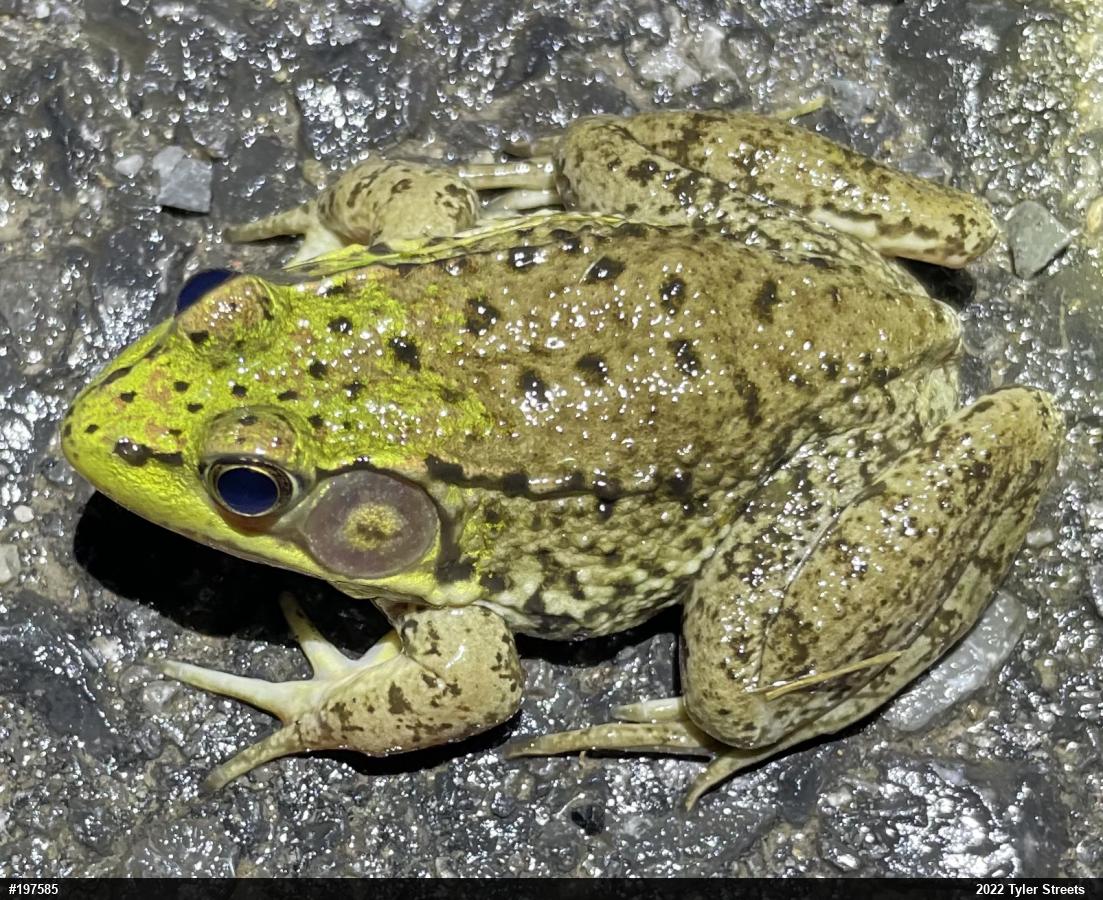 Green Frog