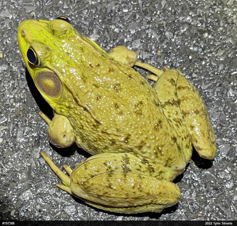 Green Frog