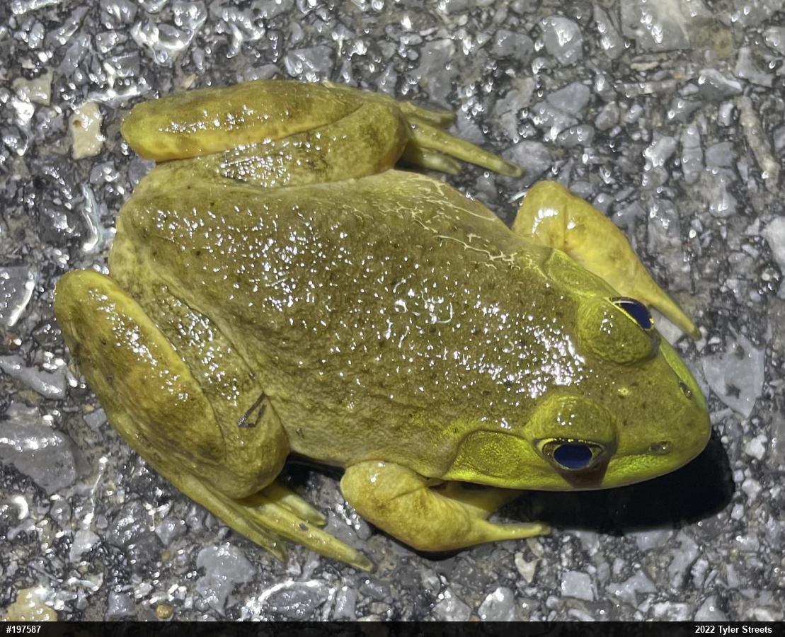 American Bullfrog