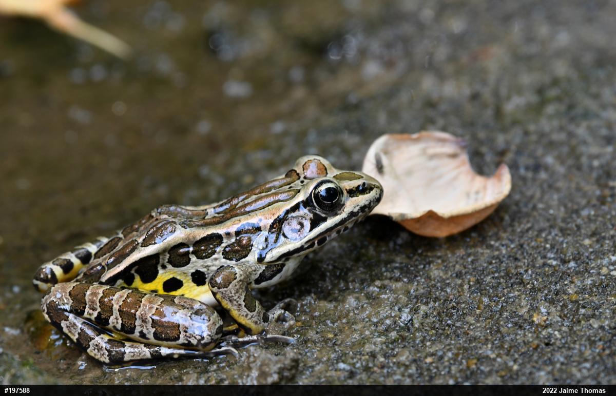 Pickerel Frog