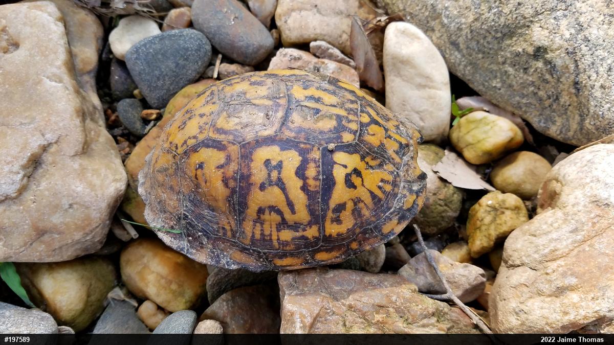 Eastern Box Turtle