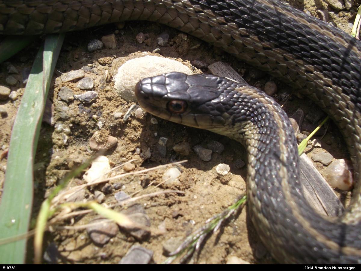 Eastern Gartersnake