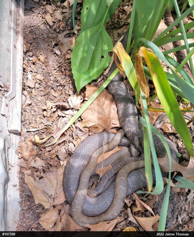Northern Watersnake