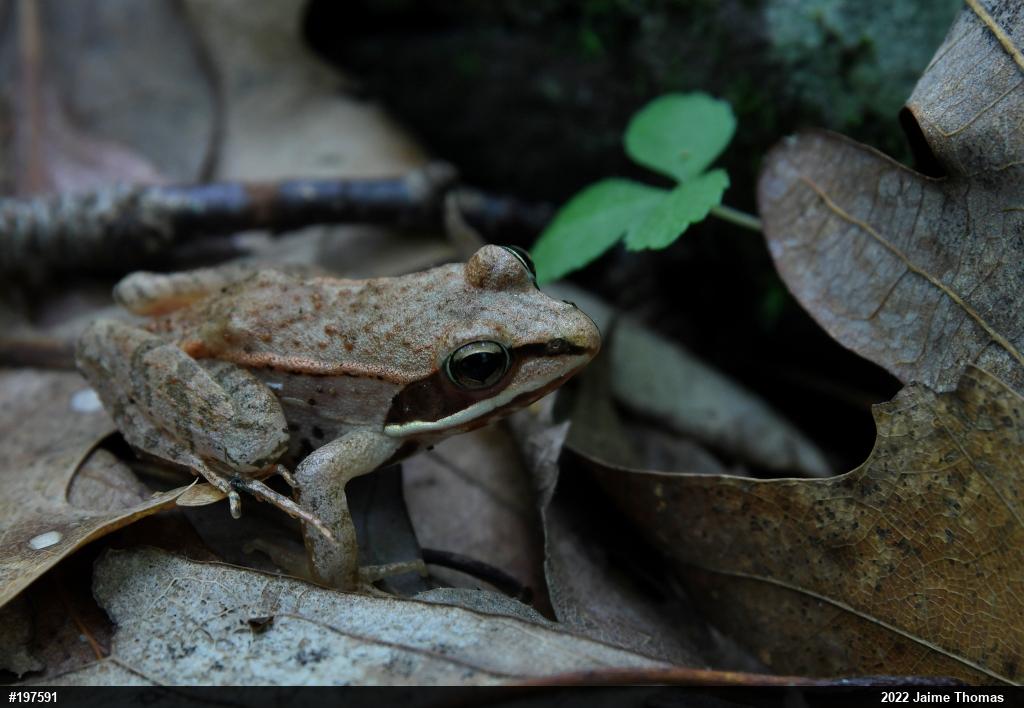 Wood Frog