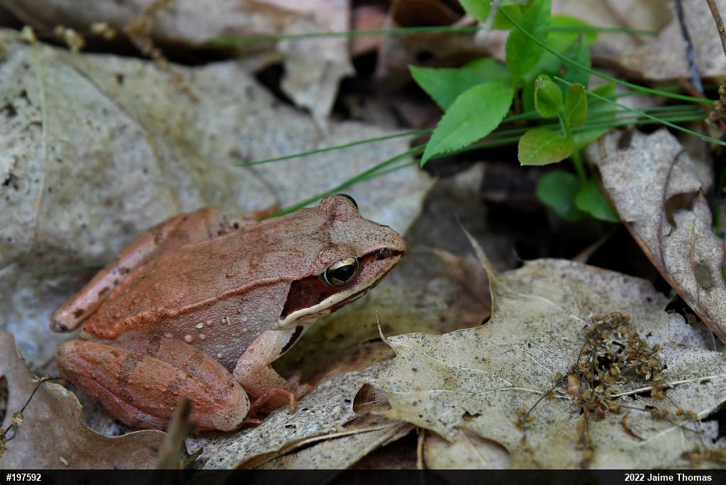 Wood Frog