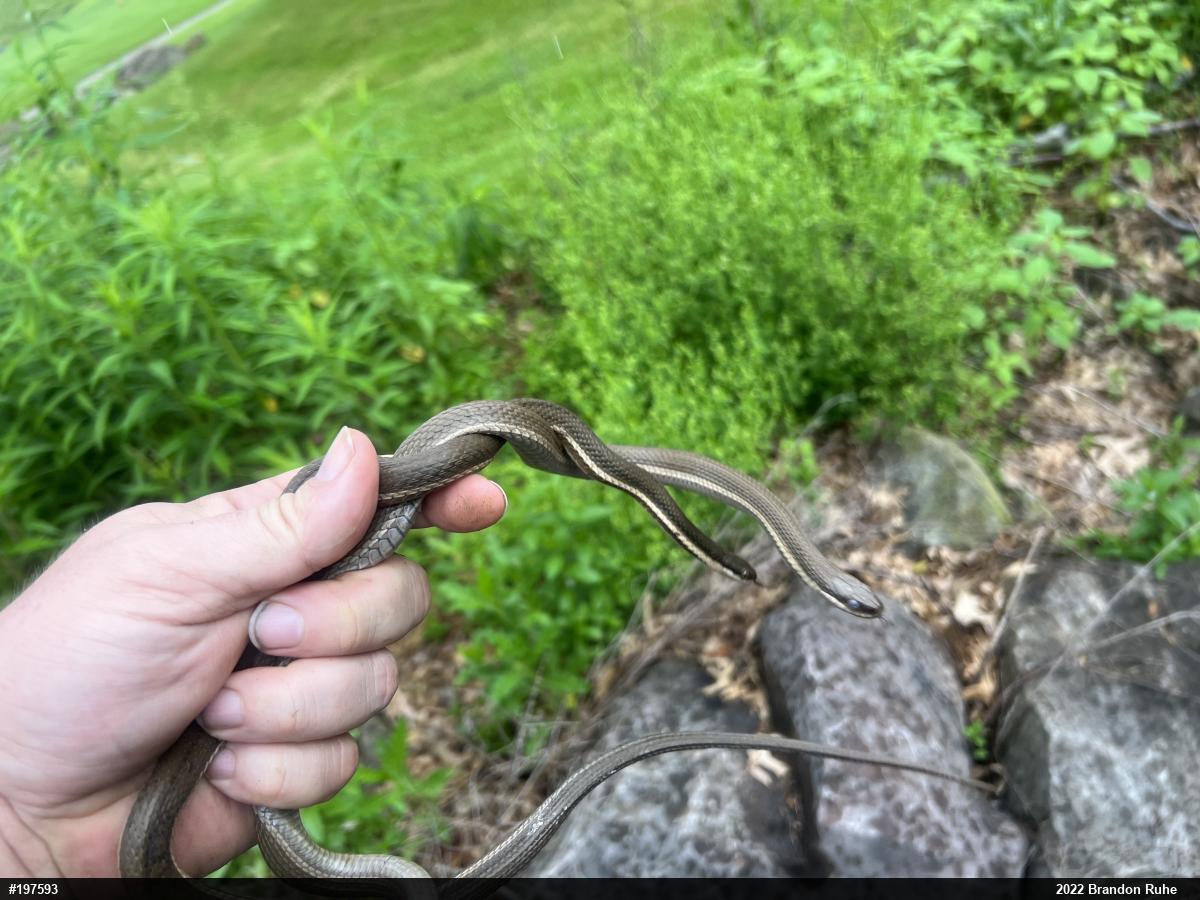 Queensnake