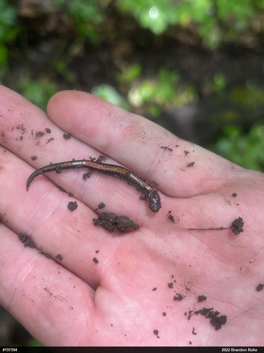 Eastern Red-backed  Salamander