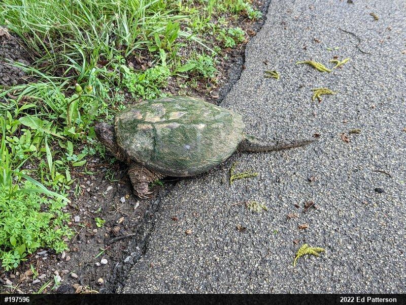 Snapping Turtle