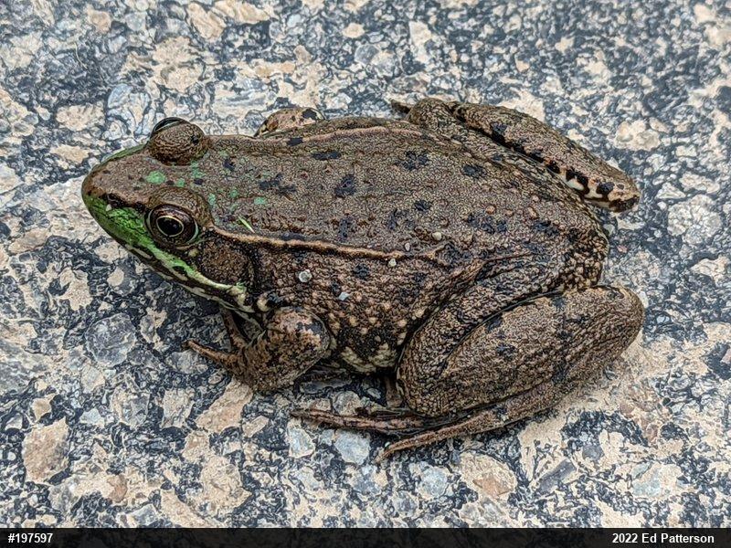 Green Frog