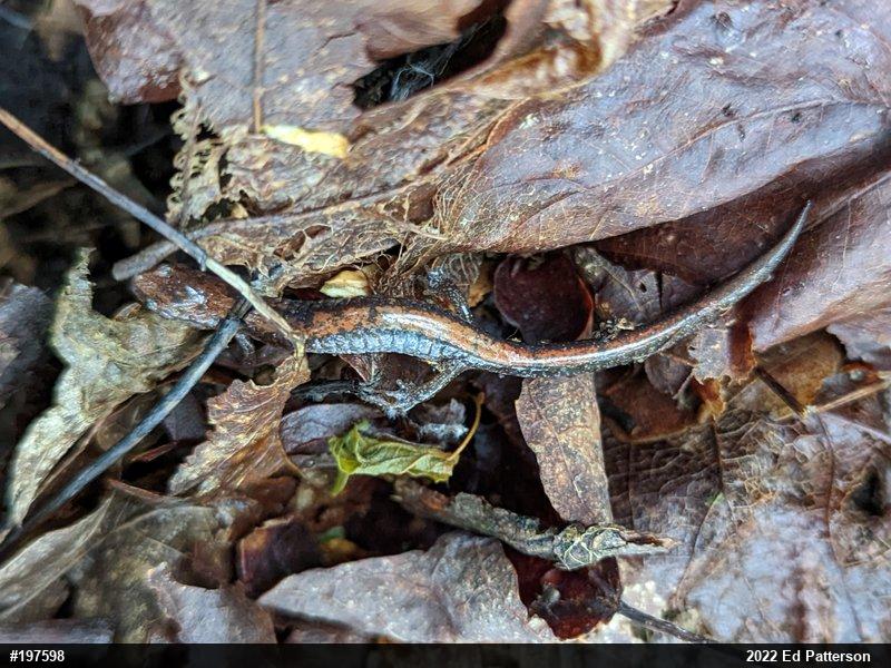 Eastern Red-backed  Salamander