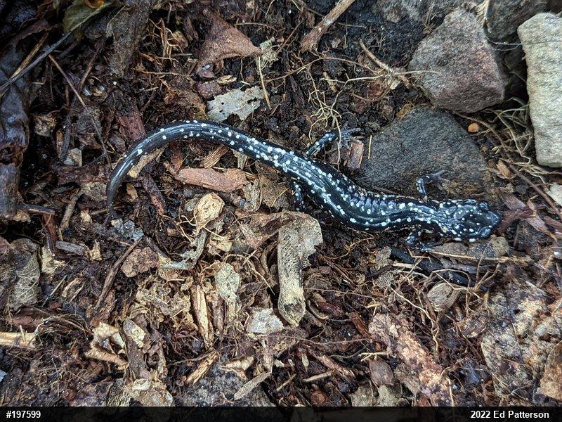 Northern Slimy Salamander