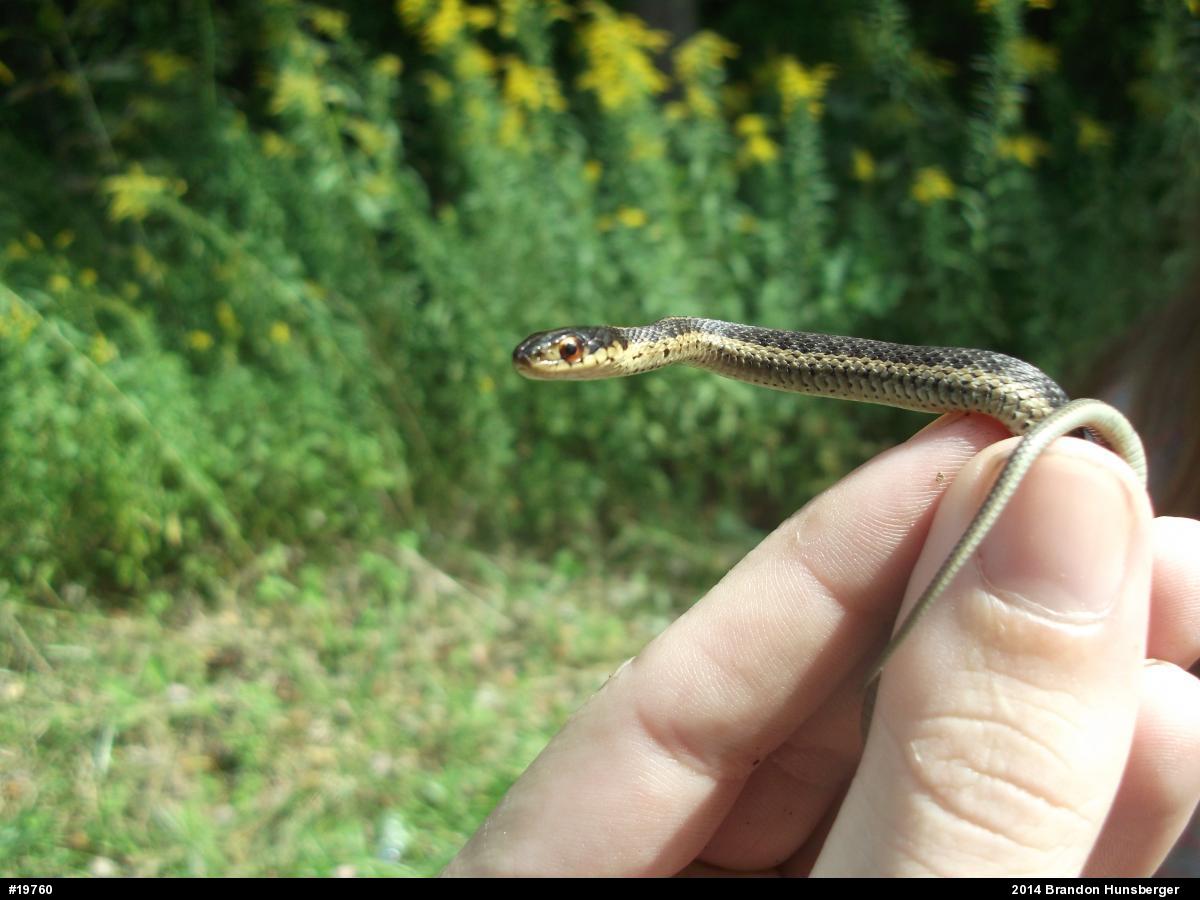 Eastern Gartersnake