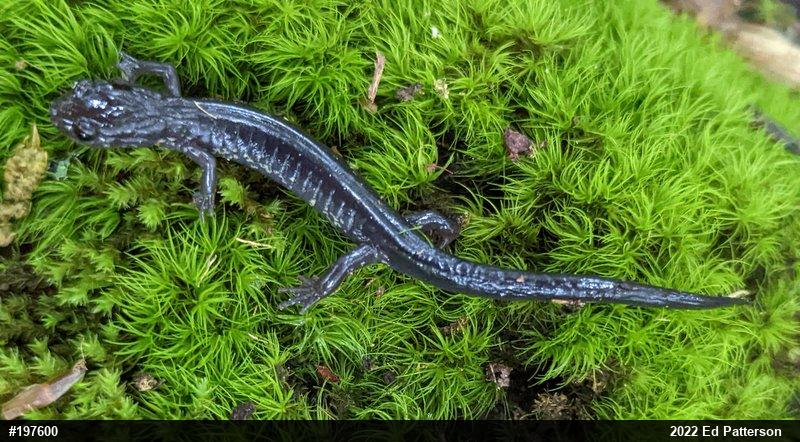 Wehrle's Salamander
