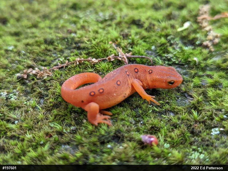 Red-spotted Newt