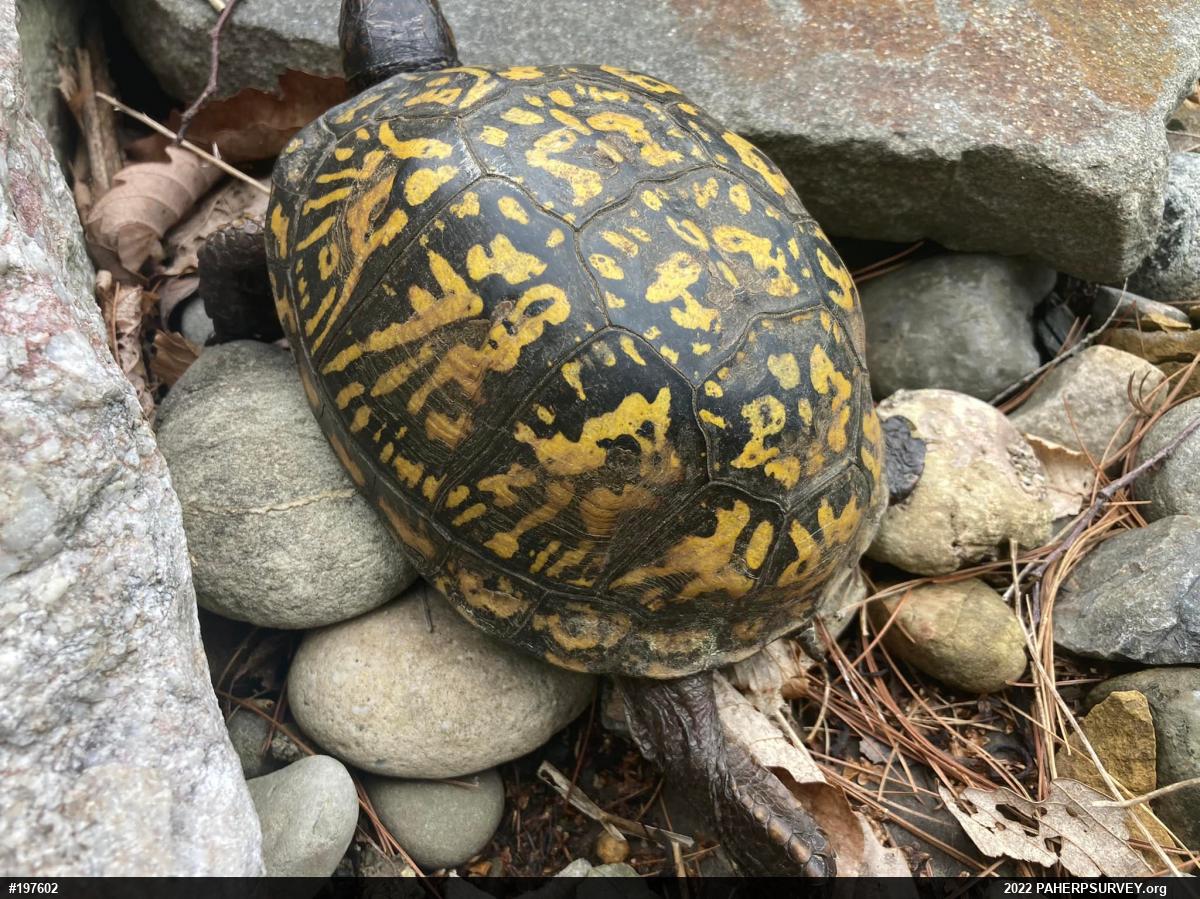 Eastern Box Turtle