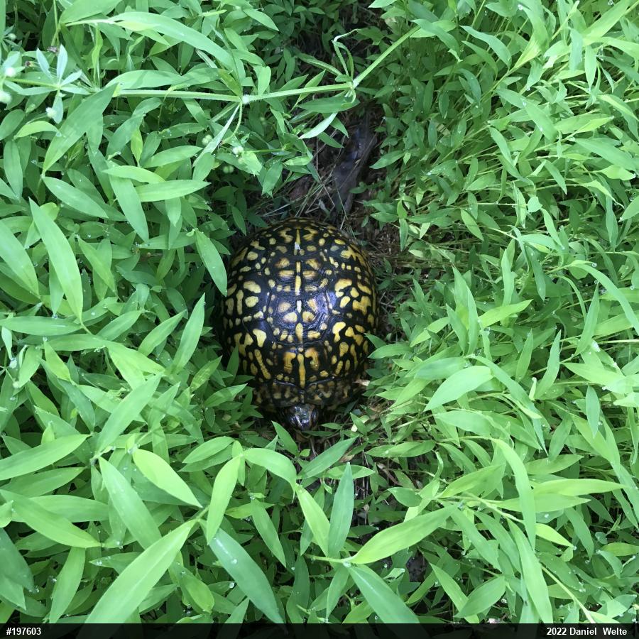 Eastern Box Turtle