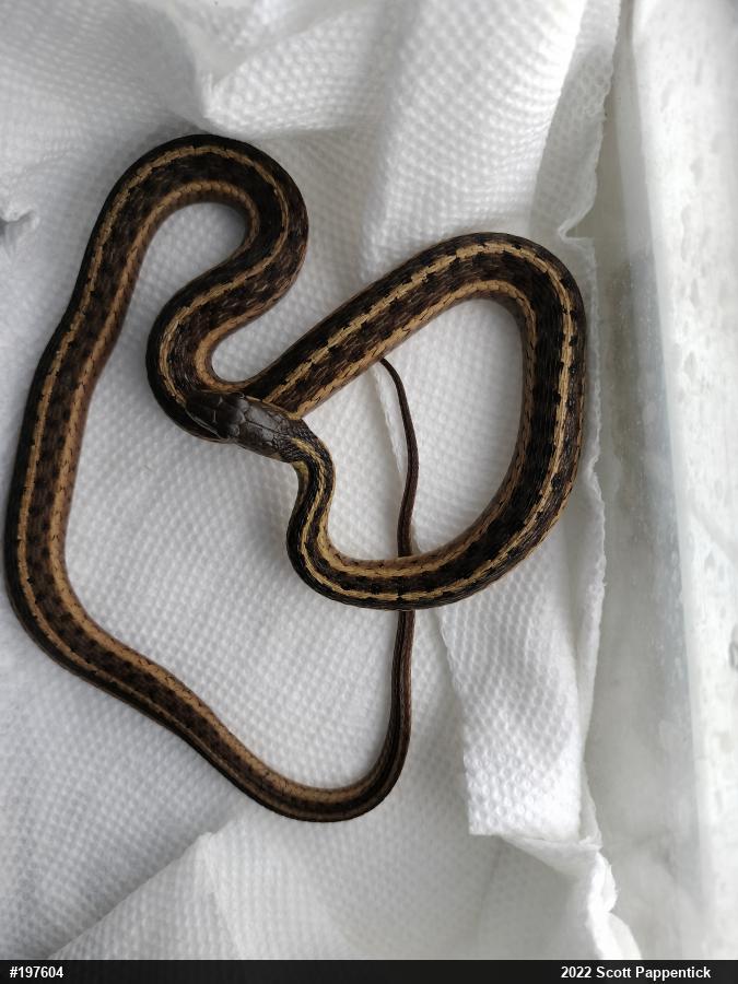 Eastern Gartersnake