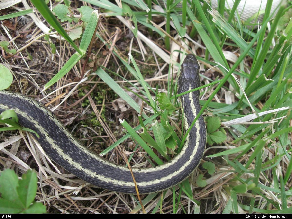 Eastern Gartersnake