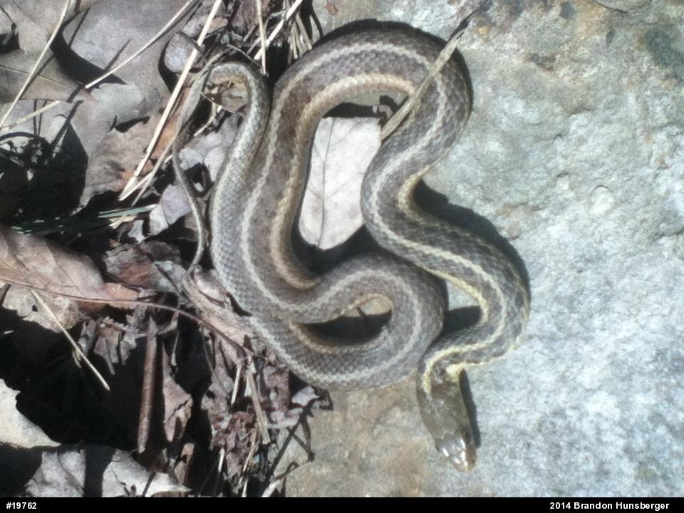 Eastern Gartersnake