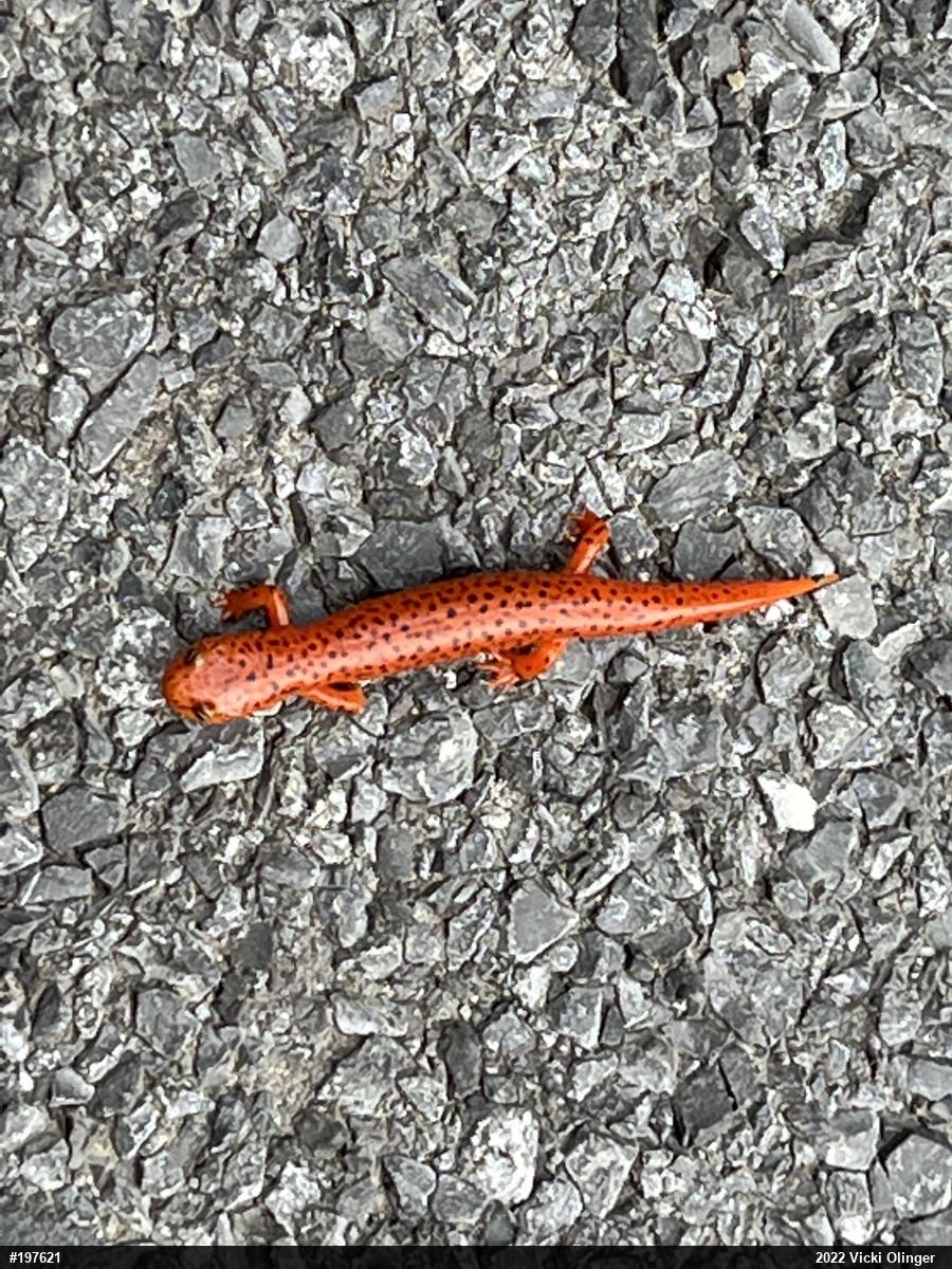 Northern Red Salamander