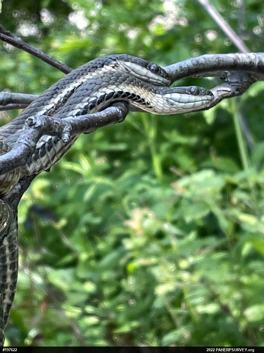 Queensnake