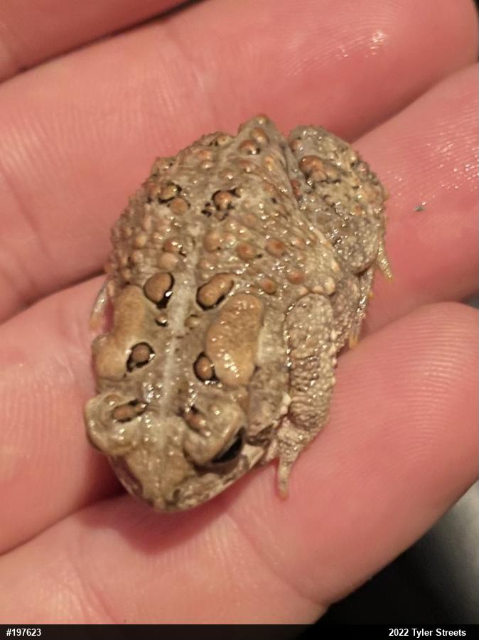 Eastern American Toad
