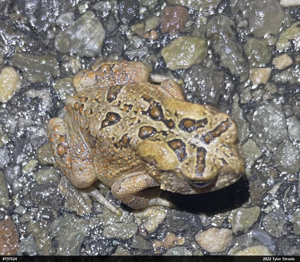 Eastern American Toad