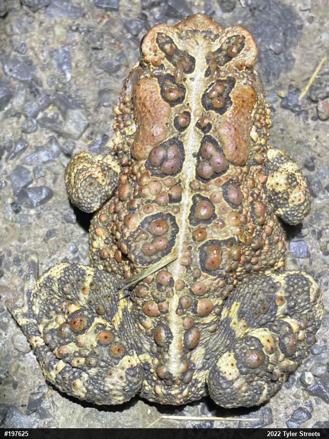 Eastern American Toad