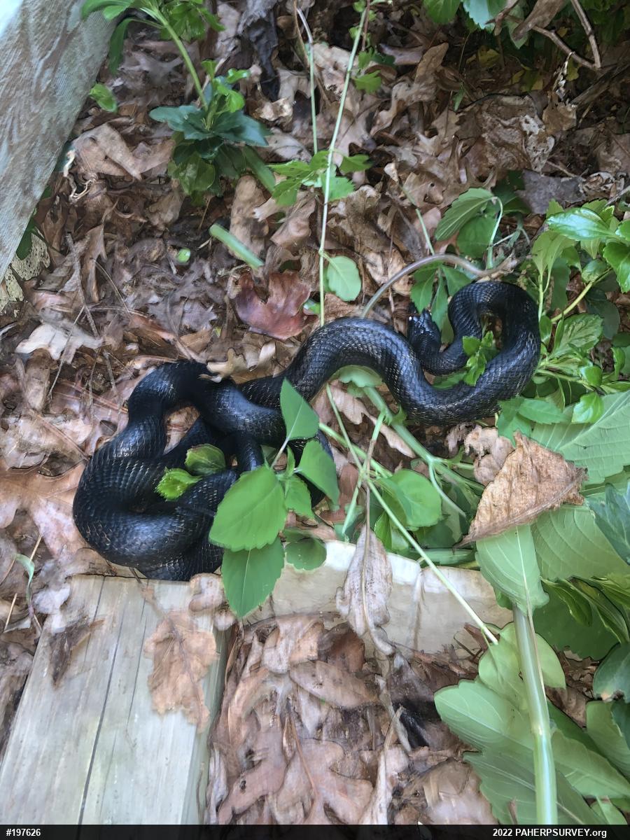 Eastern Ratsnake