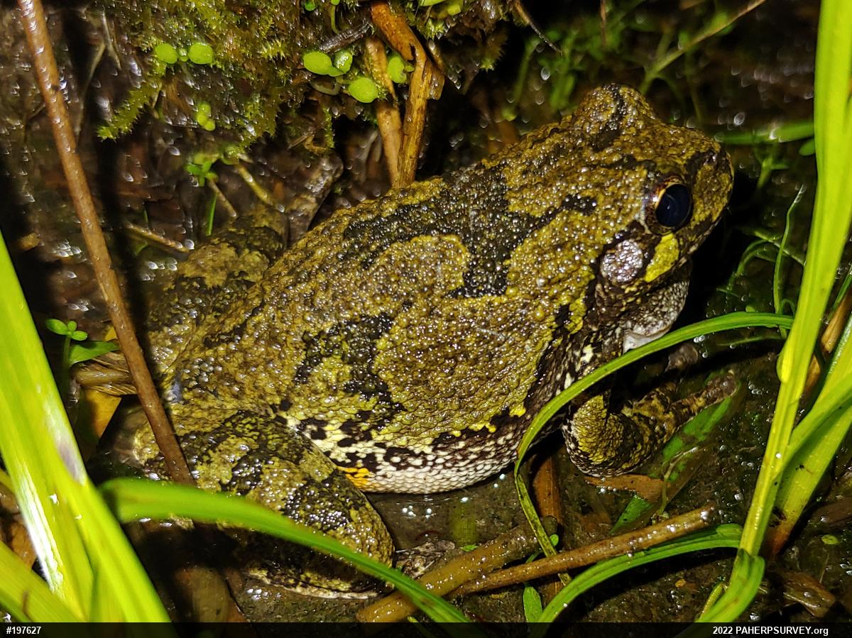Unknown Gray Treefrog