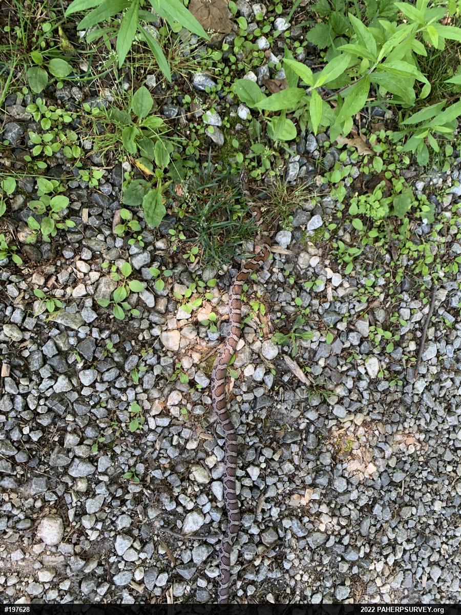 Eastern Milksnake