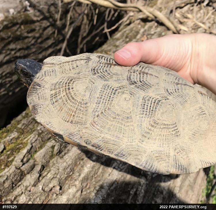 Wood Turtle