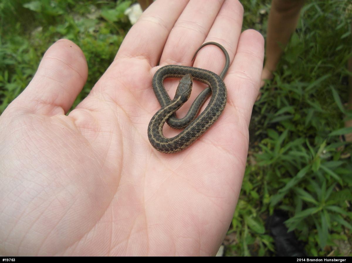 Eastern Gartersnake