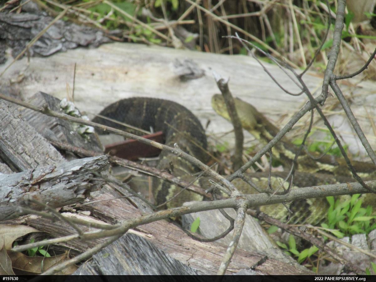 Timber Rattlesnake