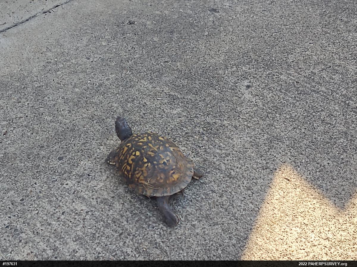 Eastern Box Turtle