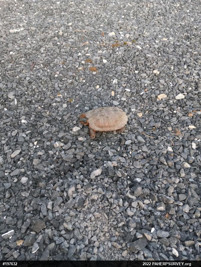 Wood Turtle