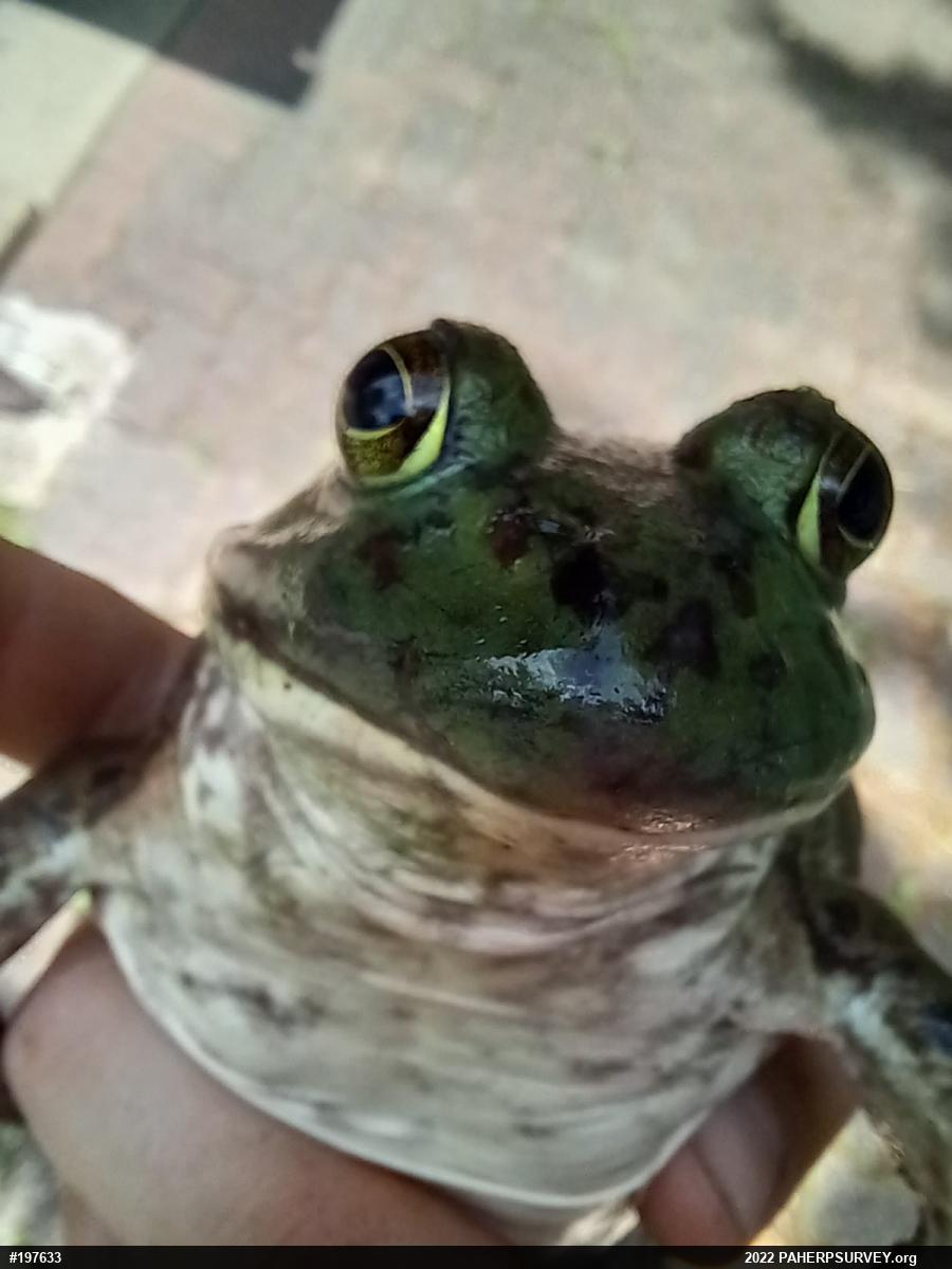 American Bullfrog