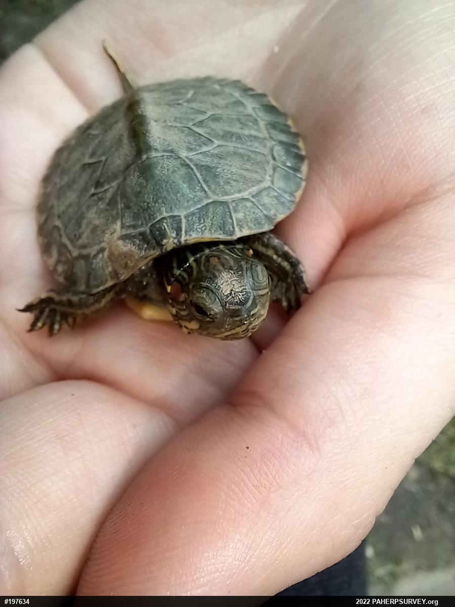 Red-eared Slider