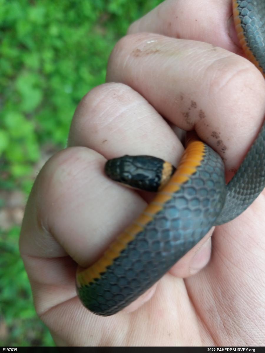 Northern Ring-necked Snake