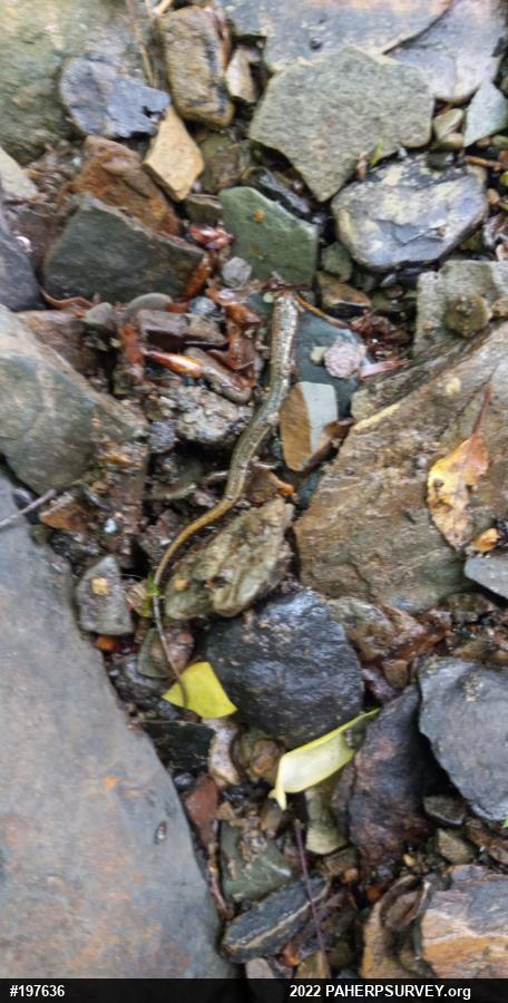 Northern Two-lined Salamander