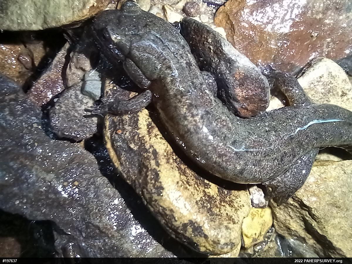 Northern Dusky Salamander