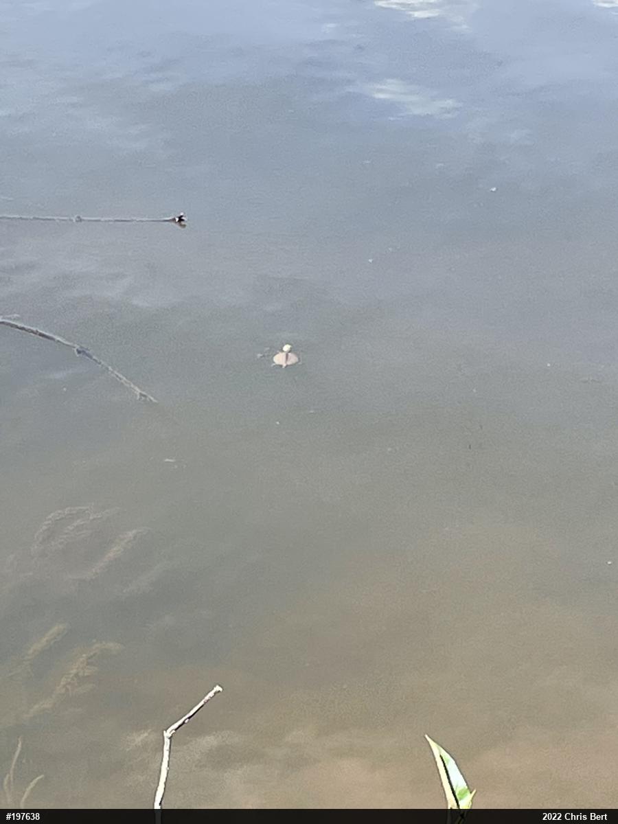 Northern Map Turtle