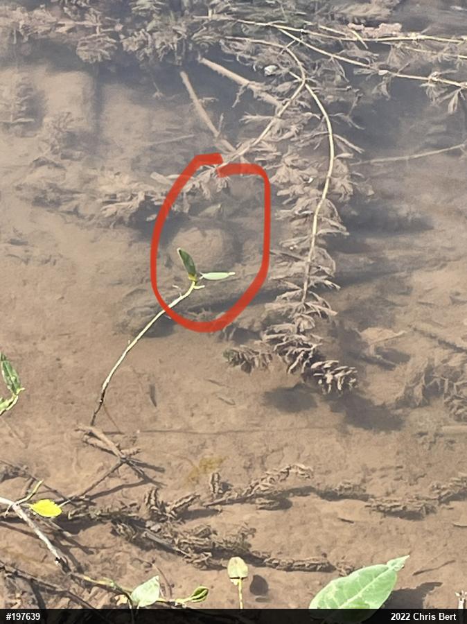 Eastern Musk Turtle